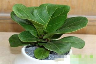 琴叶榕怎么组词