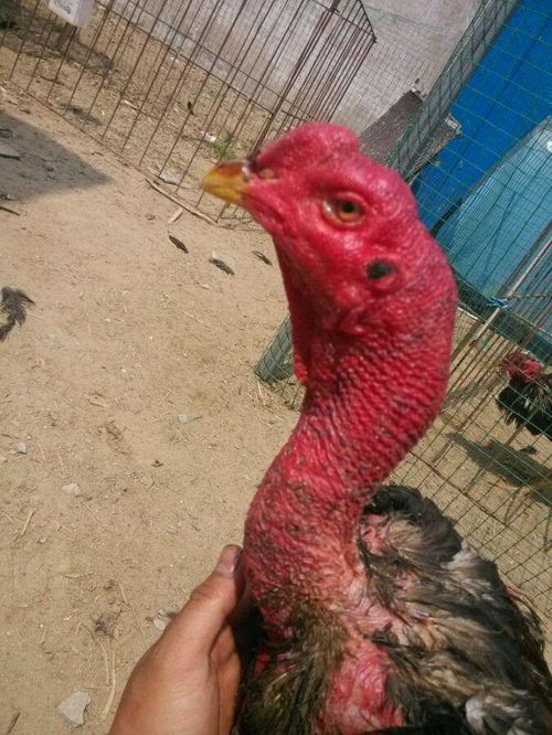 公鸡的斤怎么组词