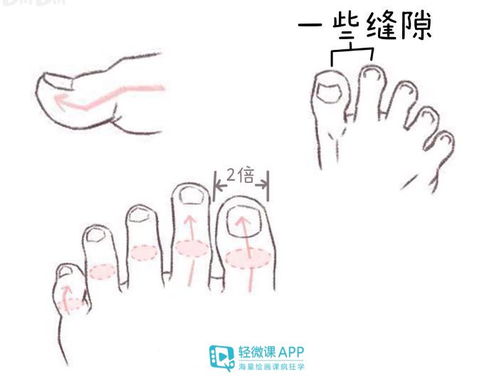 脚趾的趾怎么组词