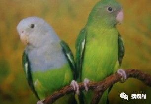 鹦鹉的喙怎么读组词