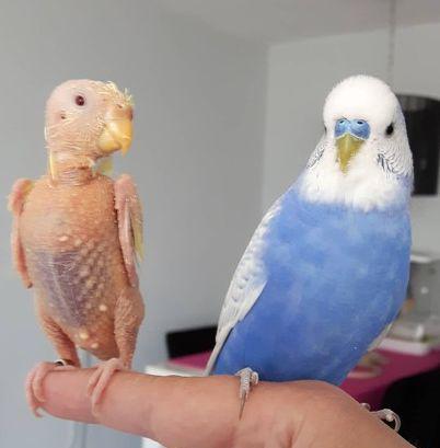 鹦鹉的喙怎么读组词