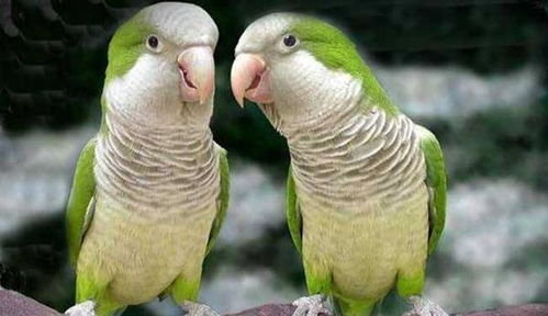 鹦鹉的喙怎么读组词