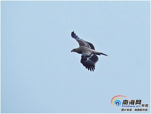 振翅飞翔的正怎么组词