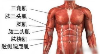 手臂臂膀的臂怎么组词