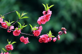 花朵的的朵怎么组词