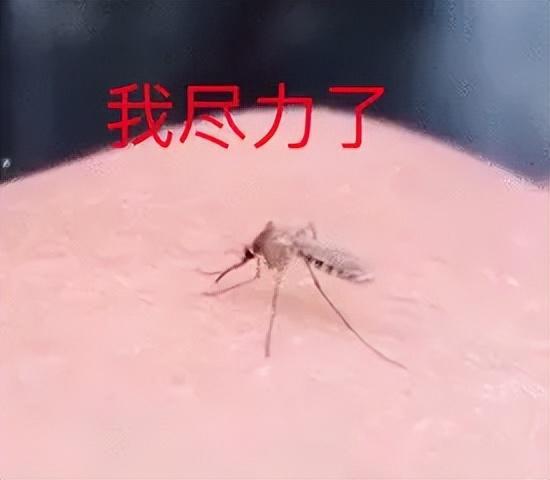 蚊子的蚊怎么组词