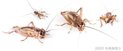 蟋蟀的蟀蟀怎么组词 蟋蟀的蟀蟀怎么组词