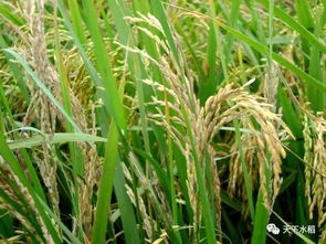 水稻穗的穗怎么组词 水稻穗的穗怎么组词