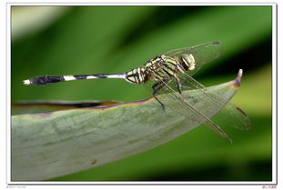 蜻蜓的亲怎么组词 蜻蜓的亲怎么组词