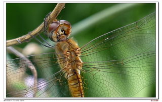 蜻蜓的亲怎么组词 蜻蜓的亲怎么组词