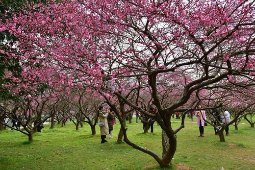 梅子梅花的梅怎么组词