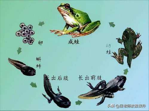 蝌蚪的蚪怎么组词