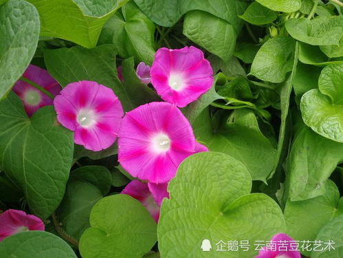 牵牛的牵怎么组词
