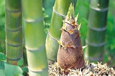 竹怎么组词的 竹怎么组词的