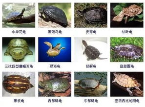 颈龟的龟怎么组词