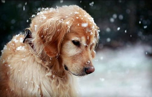 狗的组词 狗的组词