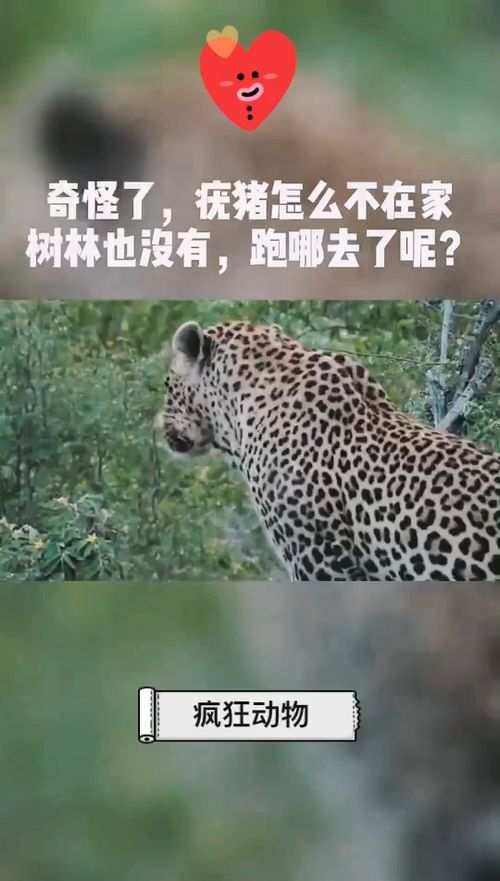 豹子的肚怎么组词