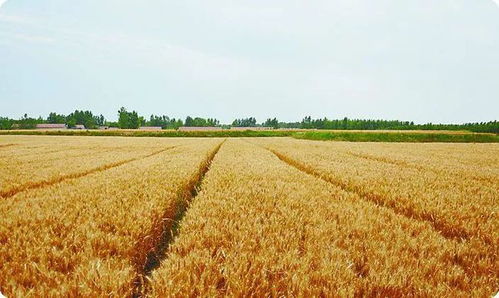 年迈的麦该怎么组词 年迈的麦该怎么组词