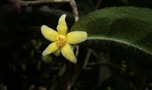 什么茶怎么组词呀