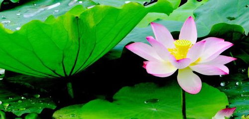 荷花的荷的荷怎么组词 荷花的荷的荷怎么组词