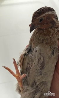 鹌鹑怎么组词 鹌鹑怎么组词