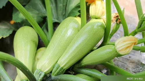 西葫芦可以怎么组词