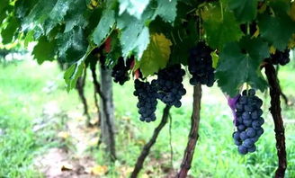 葡萄的淘还可以怎么组词