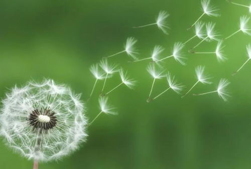 蒲公英的英能怎么组词