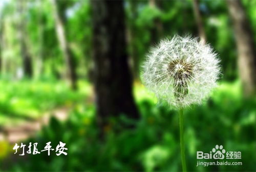 蒲公英的英能怎么组词