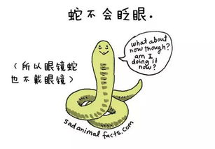 猪猪该怎么组词有趣