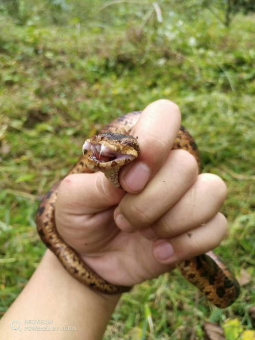 蛇的啥怎么组词