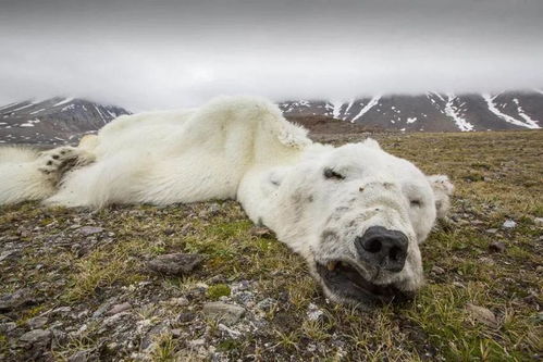 猛兽的瘦可以怎么组词