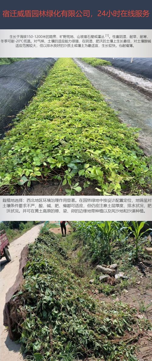 爬山虎还能怎么组词