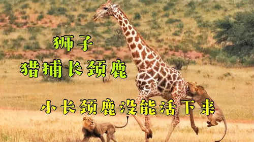 长颈鹿的鹿怎么组词 长颈鹿的鹿怎么组词