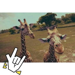 长颈鹿的鹿怎么组词 长颈鹿的鹿怎么组词