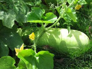 黄豆岩怎么组词