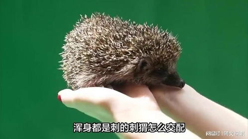 刺猬的猬怎么组词