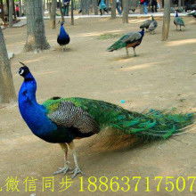 蓝孔雀的孔怎么组词