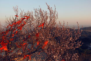 夕阳香香怎么组词