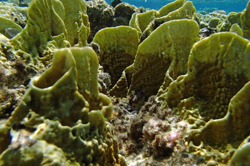 贝怎么组词呢 贝怎么组词呢