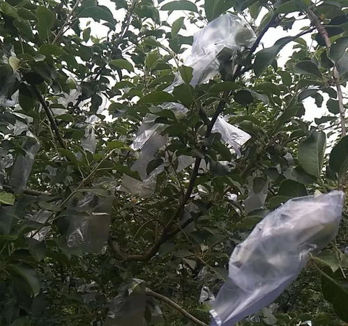 足字旁的干怎么组词呀 足字旁的干怎么组词呀