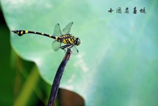 蜻蜓的篱怎么组词 蜻蜓的篱怎么组词