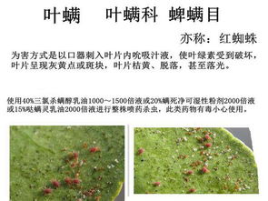 我蜘蛛的蜘怎么组词 我蜘蛛的蜘怎么组词