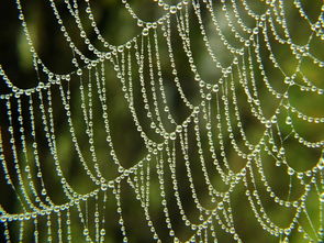 蜘可以怎么组词