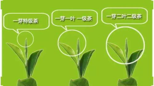 采芽的芽怎么组词 采芽的芽怎么组词