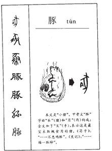 豚怎么写组词