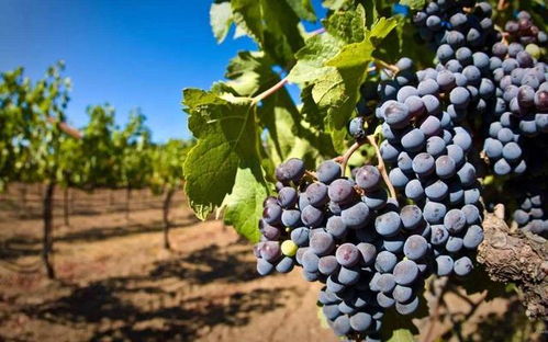 葡萄萄的萄怎么组词 葡萄萄的萄怎么组词