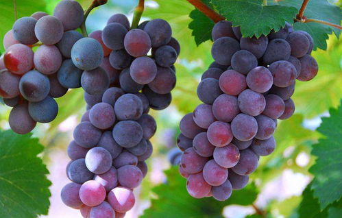 葡萄萄的萄怎么组词 葡萄萄的萄怎么组词