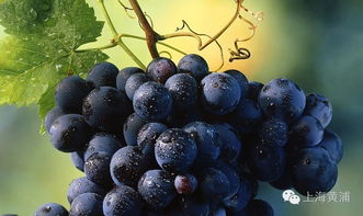 葡萄萄的萄怎么组词 葡萄萄的萄怎么组词