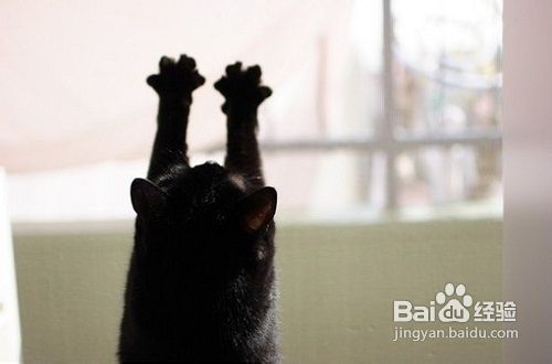 黑猫怎么组词语 黑猫怎么组词语